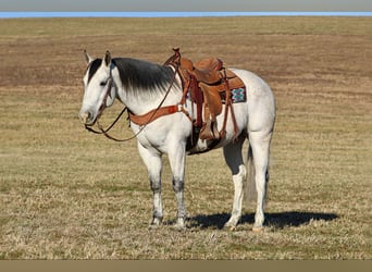 American Quarter Horse, Wałach, 4 lat, 157 cm, Siwa