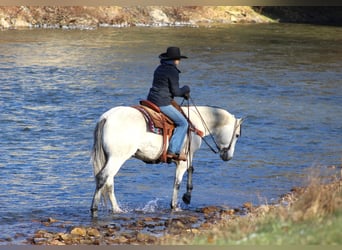 American Quarter Horse, Wałach, 4 lat, 157 cm, Siwa