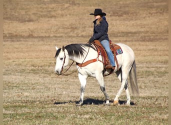 American Quarter Horse, Wałach, 4 lat, 157 cm, Siwa