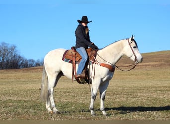 American Quarter Horse, Wałach, 4 lat, 157 cm, Siwa