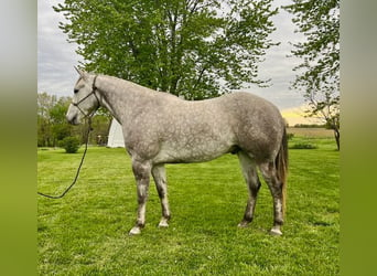 American Quarter Horse, Wałach, 4 lat, 157 cm, Siwa