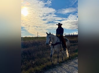 American Quarter Horse, Wałach, 4 lat, 157 cm, Siwa