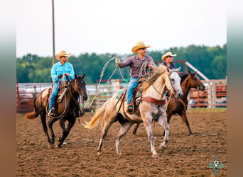 American Quarter Horse, Wałach, 4 lat, 157 cm, Siwa