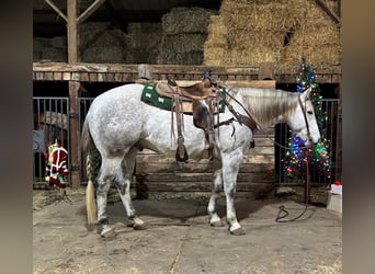 American Quarter Horse, Wałach, 4 lat, 157 cm, Siwa