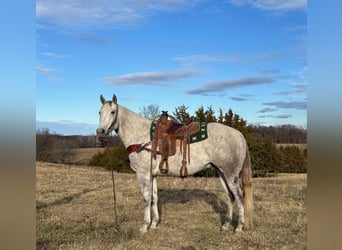 American Quarter Horse, Wałach, 4 lat, 157 cm, Siwa