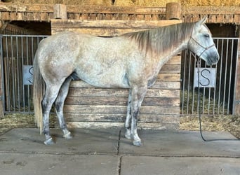 American Quarter Horse, Wałach, 4 lat, 157 cm, Siwa