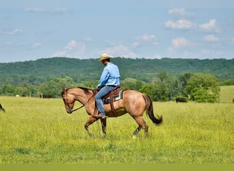 American Quarter Horse, Wałach, 4 lat, 160 cm, Bułana