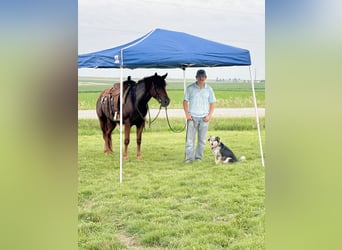 American Quarter Horse, Wałach, 4 lat, 163 cm, Ciemnokasztanowata