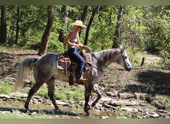 American Quarter Horse, Wałach, 4 lat, 163 cm, Siwa jabłkowita