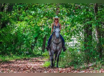 American Quarter Horse, Wałach, 4 lat, 163 cm, Siwa jabłkowita