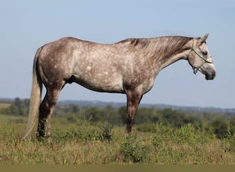 American Quarter Horse, Wałach, 4 lat, 163 cm, Siwa jabłkowita