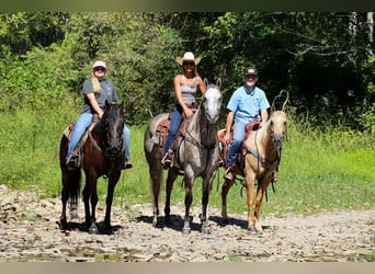 American Quarter Horse, Wałach, 4 lat, 163 cm, Siwa jabłkowita