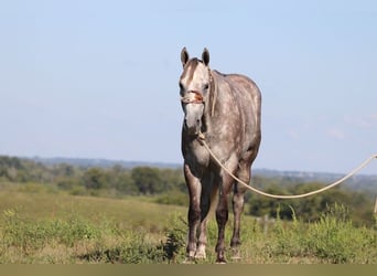 American Quarter Horse, Wałach, 4 lat, 163 cm, Siwa jabłkowita