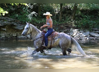 American Quarter Horse, Wałach, 4 lat, 163 cm, Siwa jabłkowita