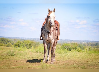 American Quarter Horse, Wałach, 4 lat, 163 cm, Siwa jabłkowita