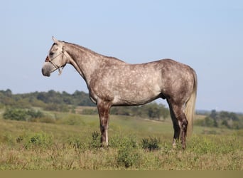 American Quarter Horse, Wałach, 4 lat, 163 cm, Siwa jabłkowita