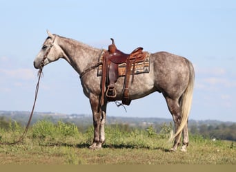 American Quarter Horse, Wałach, 4 lat, 163 cm, Siwa jabłkowita