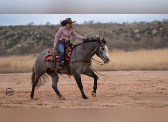 American Quarter Horse, Wałach, 4 lat, 163 cm, Siwa