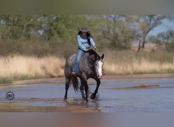 American Quarter Horse, Wałach, 4 lat, 163 cm, Siwa