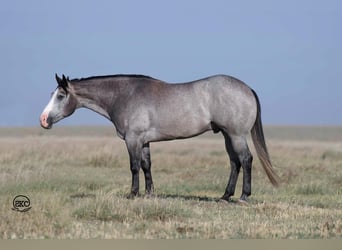 American Quarter Horse, Wałach, 4 lat, 163 cm, Siwa