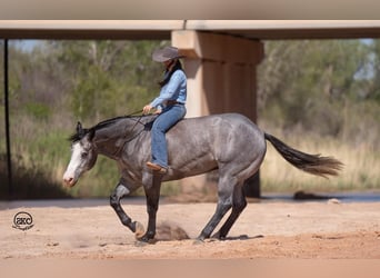 American Quarter Horse, Wałach, 4 lat, 163 cm, Siwa