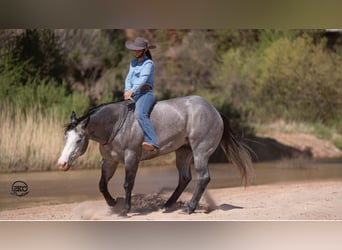 American Quarter Horse, Wałach, 4 lat, 163 cm, Siwa