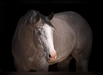 American Quarter Horse, Wałach, 4 lat, 163 cm, Siwa