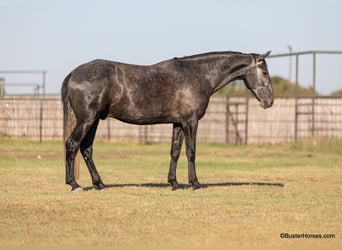 American Quarter Horse, Wałach, 4 lat, 165 cm, Siwa