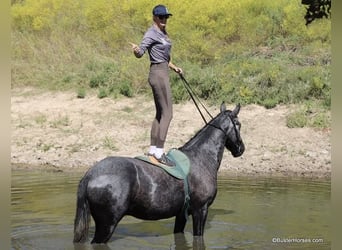 American Quarter Horse, Wałach, 4 lat, 165 cm, Siwa