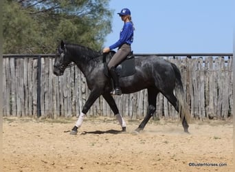 American Quarter Horse, Wałach, 4 lat, 165 cm, Siwa