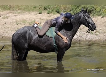 American Quarter Horse, Wałach, 4 lat, 165 cm, Siwa