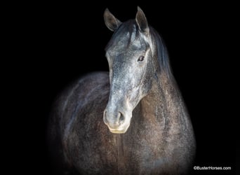 American Quarter Horse, Wałach, 4 lat, 165 cm, Siwa