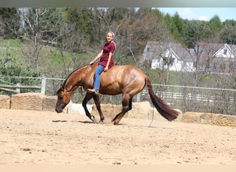 American Quarter Horse, Wałach, 4 lat, Bułana