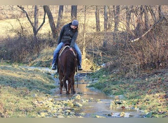 American Quarter Horse, Wałach, 4 lat, Ciemnokasztanowata