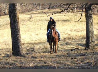 American Quarter Horse, Wałach, 4 lat, Ciemnokasztanowata