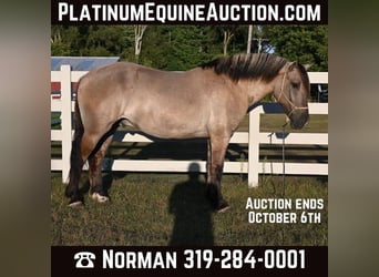 American Quarter Horse, Wałach, 4 lat, Grullo