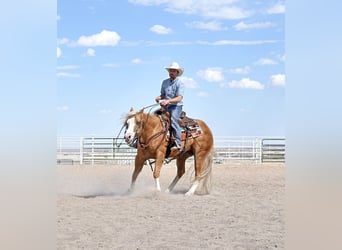 American Quarter Horse, Wałach, 4 lat, Izabelowata