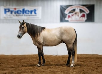 American Quarter Horse, Wałach, 4 lat, Siwa
