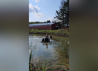 American Quarter Horse, Wałach, 4 lat, Tobiano wszelkich maści