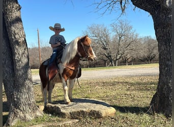 American Quarter Horse, Wałach, 5 lat, 107 cm, Tobiano wszelkich maści