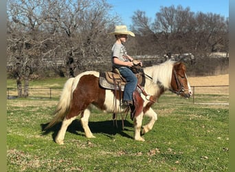 American Quarter Horse, Wałach, 5 lat, 107 cm, Tobiano wszelkich maści