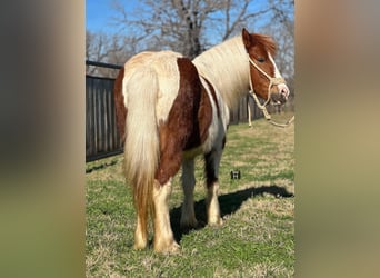 American Quarter Horse, Wałach, 5 lat, 107 cm, Tobiano wszelkich maści