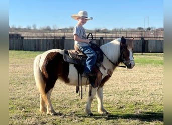 American Quarter Horse, Wałach, 5 lat, 107 cm, Tobiano wszelkich maści