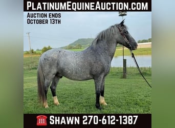 American Quarter Horse, Wałach, 5 lat, 135 cm, Karodereszowata