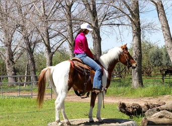 American Quarter Horse, Wałach, 5 lat, 140 cm, Ciemnokasztanowata