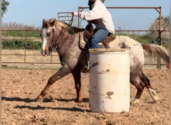 American Quarter Horse, Wałach, 5 lat, 140 cm, Kasztanowatodereszowata