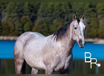 American Quarter Horse, Wałach, 5 lat, 142 cm, Siwa jabłkowita