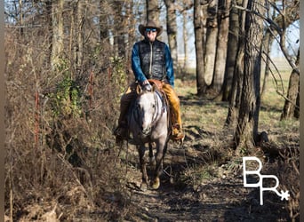 American Quarter Horse, Wałach, 5 lat, 142 cm, Siwa jabłkowita