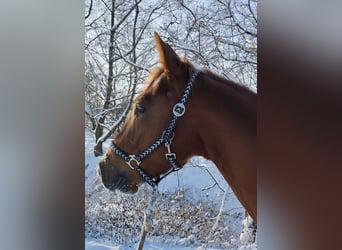 American Quarter Horse, Wałach, 5 lat, 144 cm, Kasztanowata