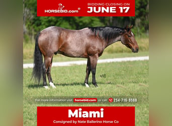 American Quarter Horse, Wałach, 5 lat, 145 cm, Gniadodereszowata